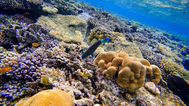 Piękne kolorowe ryby pływają bez czerwonego korala morskiego