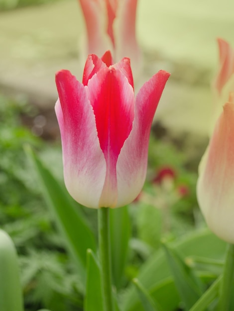Piękne kolorowe tulipany Tulipan Szepczący sen rosnący w wiosennym ogrodzie Różowe tulipany w kształcie lilii