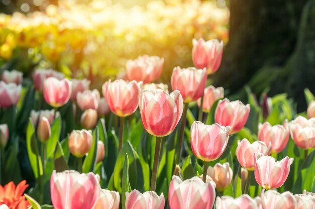 Piękne kolorowe tulipany w słońcu