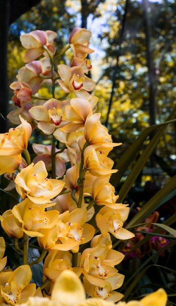 Zdjęcie piękne kolumbijskie storczyki cymbidium nonna