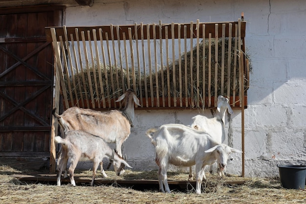Piękne kozy domowe na prywatnej farmie Kozy chodzą w ogrodzeniach w ciągu dnia