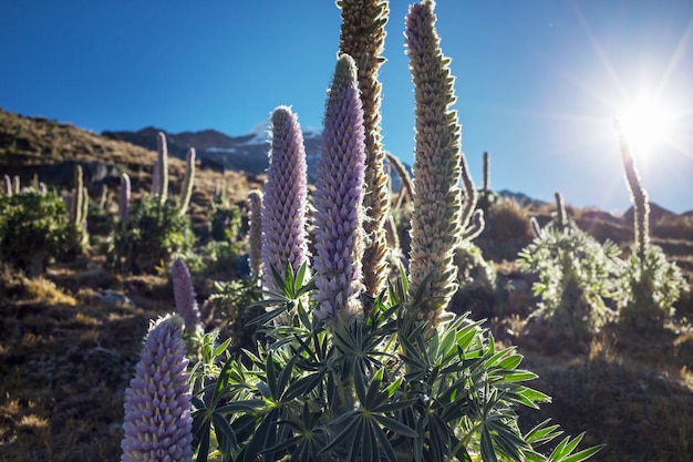 Piękne krajobrazy górskie w Cordillera Huayhuash, Peru, Ameryka Południowa