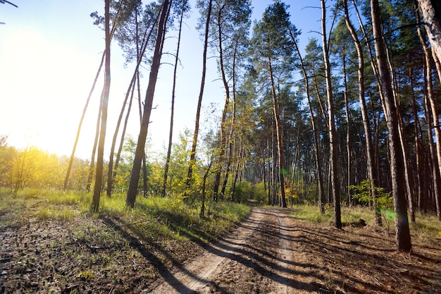 Piękne Krajobrazy I Spacery Na łonie Natury. Piękny Jesienny Las Sosnowy I Błękitne Niebo Wczesnym Rankiem