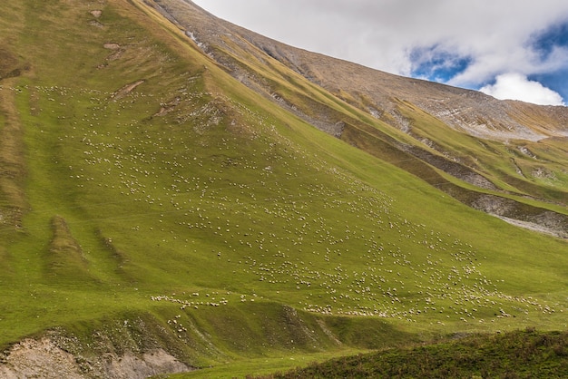 Piękne krajobrazy z wysokimi górami Gruzji. Stado owiec na zboczu góry.