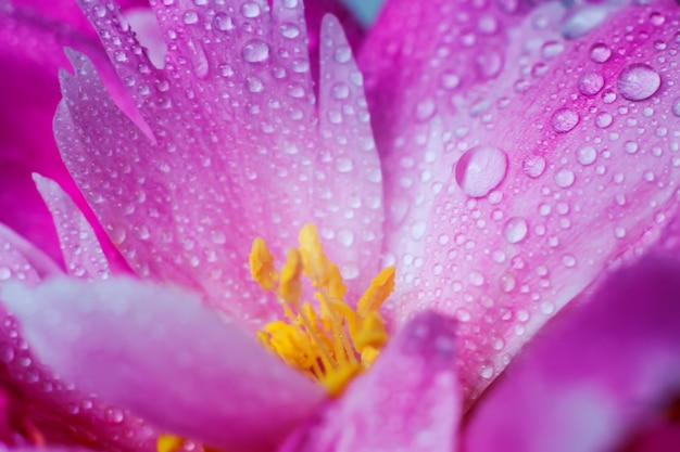 Piękne krople wody na płatku piwonii zbliżenie Nieostrość Kwiatowe tło makro