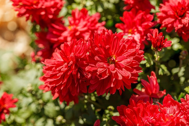 piękne krzewy kwiatów chryzantemy w czerwonych kolorach z bliska