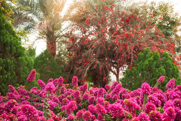 Piękne krzewy rododendronów w odkrytym parku arboretum