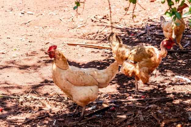 Piękne kury z wolnego wybiegu drapiące się na polach uprawnych.