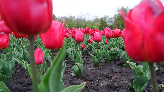 Piękne kwiatowe tło jasnoczerwonych holenderskich tulipanów
