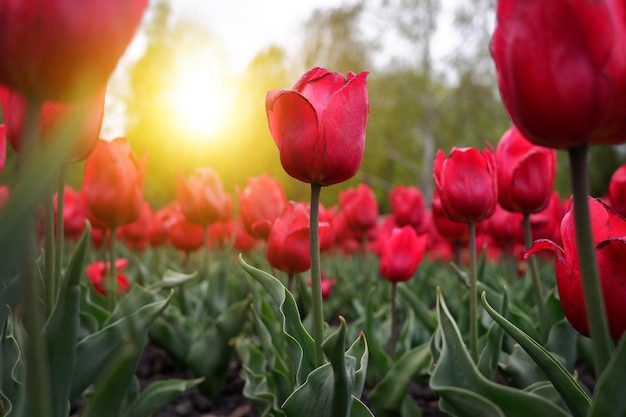 Piękne kwiatowe tło jasnoczerwonych holenderskich tulipanów