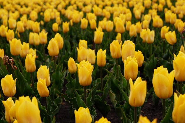 Piękne kwiatowe tło jasnożółtych holenderskich tulipanów