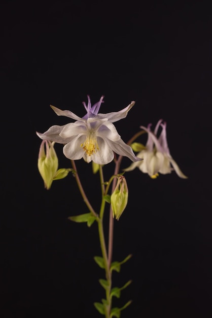 Piękne kwiaty Aquilegia glandulosa na ciemnym tle Kwiatowa tapeta z kwiatami Aquilegia