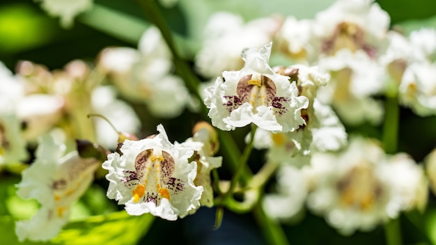 Piękne kwiaty Catalpa bignonioides kwiaty w Soczi, Rosja.