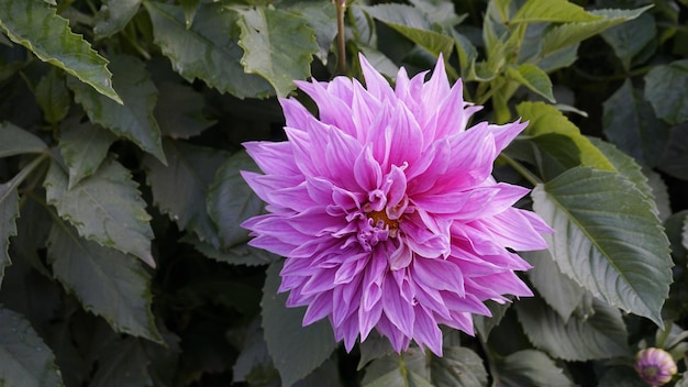 Piękne kwiaty Dahlia pinnata znane również jako Pinnate Hypnotica