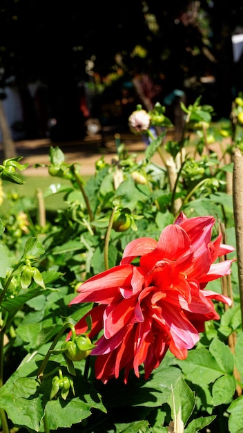 Piękne kwiaty Dahlia pinnata znane również jako Pinnate Hypnotica