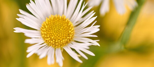 Piękne kwiaty Erigeron annuus z białymi główkami kwiatów żółtym środkiem żółtym sztandarem w tle
