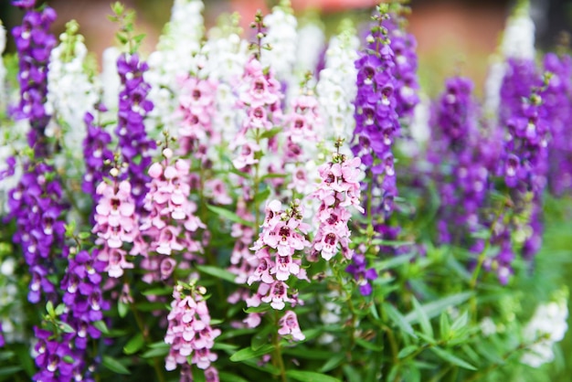 Piękne kwiaty fioletowe różowe białe w doniczce Kolorowe kwiaty Angelonia w przyrodzie kwiat ogród lato snapdragon