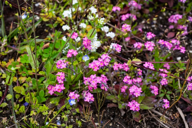 Piękne kwiaty Floks szypułkowy w ogrodzie Szmaragdowy Poduszka Niebieski Lawendowy Fioletowy Kolorowy dywan na wiosnę Tło ogrodnicze Wiecznie zielone liście Wybór odmian kwiatowych