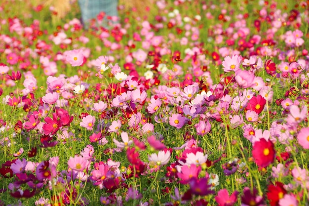 Piękne kwiaty kosmosu (Cosmos Bipinnatus) w ogrodzie