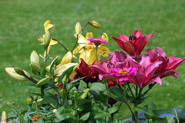 Zdjęcie piękne kwiaty lilii kwitną na klombie w parku.