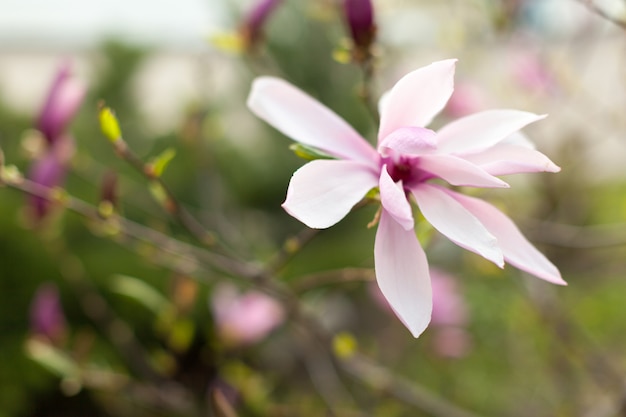 Piękne kwiaty magnolii z bliska.