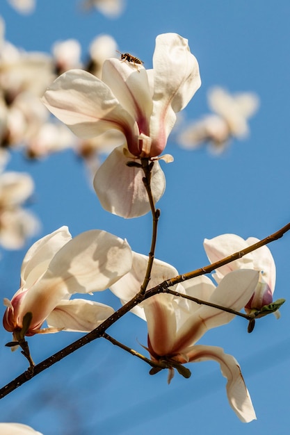 Piękne kwiaty magnolii z kropelkami wody