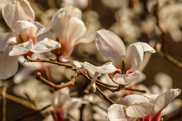 Piękne kwiaty magnolii z kropelkami wody