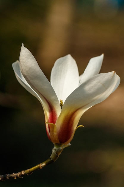 Piękne kwiaty magnolii z kropelkami wody