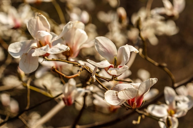 Piękne kwiaty magnolii z kropelkami wody