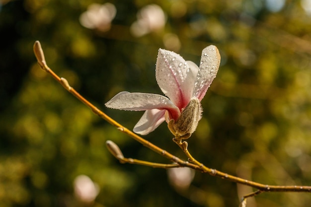 Piękne kwiaty magnolii z kropelkami wody