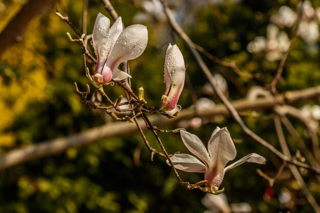 Piękne kwiaty magnolii z kropelkami wody