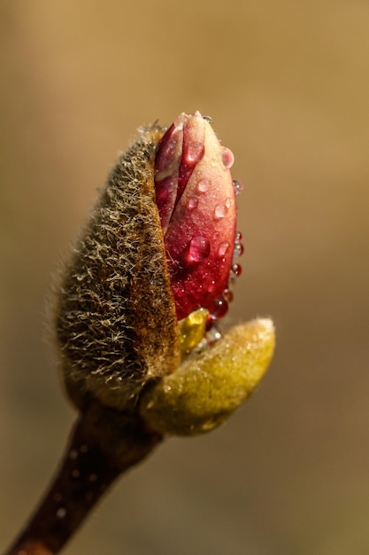 Piękne kwiaty magnolii z kropelkami wody