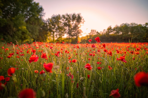 Piękne kwiaty maków w wieczornym świetle w zbliżeniu przyrody Naturalny wiosenny letni krajobraz