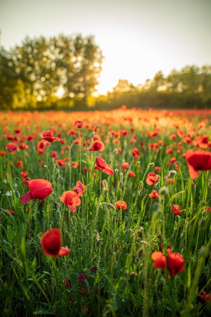 Piękne kwiaty maków w wieczornym świetle w zbliżeniu przyrody Naturalny wiosenny letni krajobraz