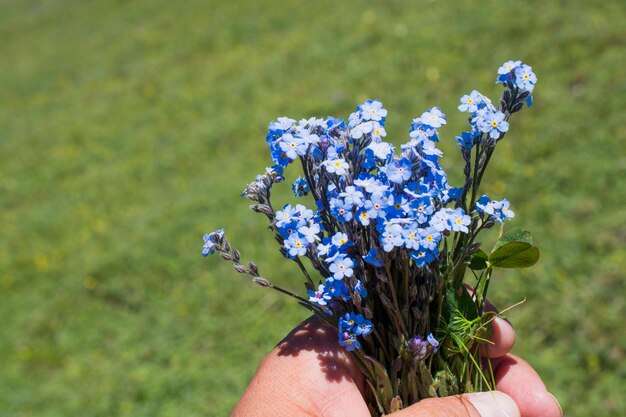 Zdjęcie piękne kwiaty myosotis w ręku w przyrodzie