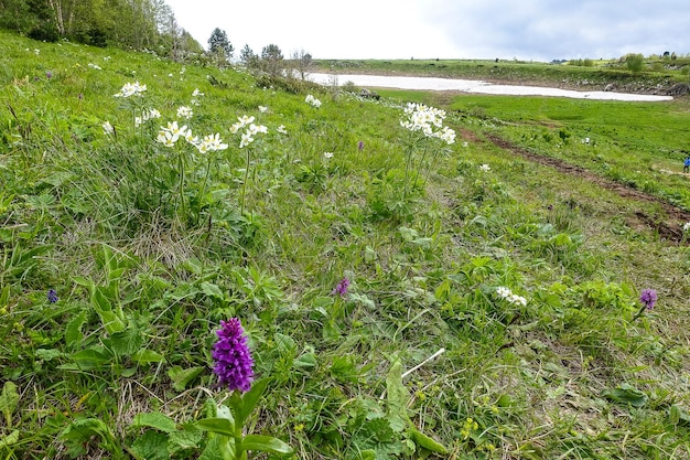 Piękne kwiaty na płaskowyżu Lago Naki Adygea Kaukaz