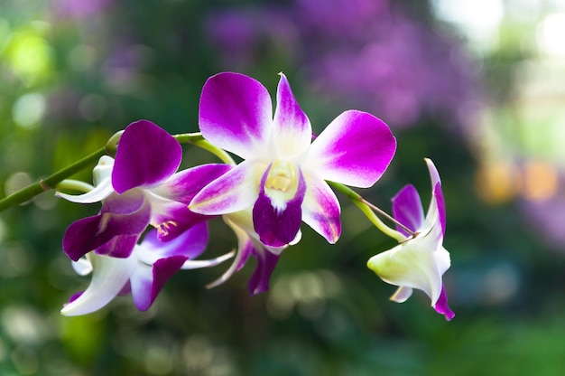 Piękne kwiaty orchidei Fioletowa tropikalna Tajlandia kwitną w ogrodzie