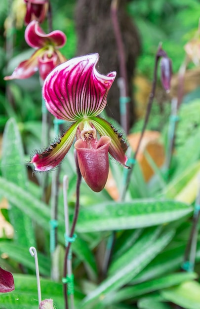 Piękne kwiaty orchidei Paphiopedilum