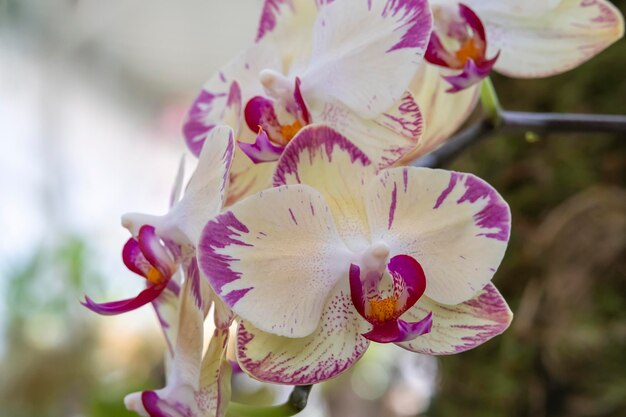 Piękne kwiaty orchidei rosnące w orchidarium w kontrolowanych warunkach