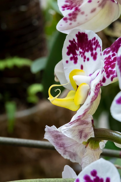 Piękne kwiaty orchidei rosnące w orchidarium w kontrolowanych warunkach