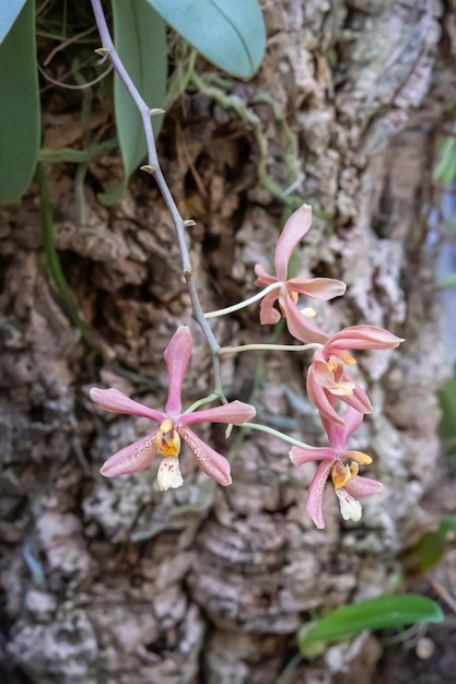 Piękne kwiaty orchidei rosnące w orchidarium w kontrolowanych warunkach