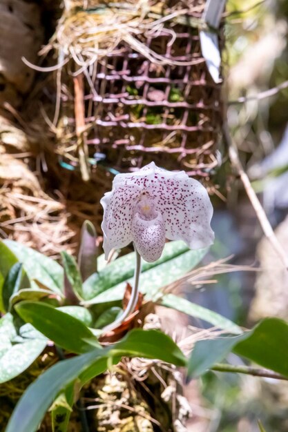 Piękne kwiaty orchidei rosnące w orchidarium w kontrolowanych warunkach