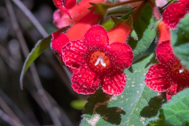 Zdjęcie piękne kwiaty orchidei rosnące w orchidarium w kontrolowanych warunkach