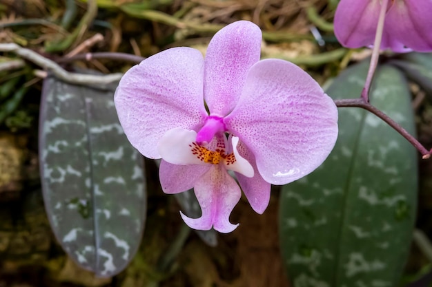 Piękne kwiaty orchidei rosnące w orchidarium w kontrolowanych warunkach