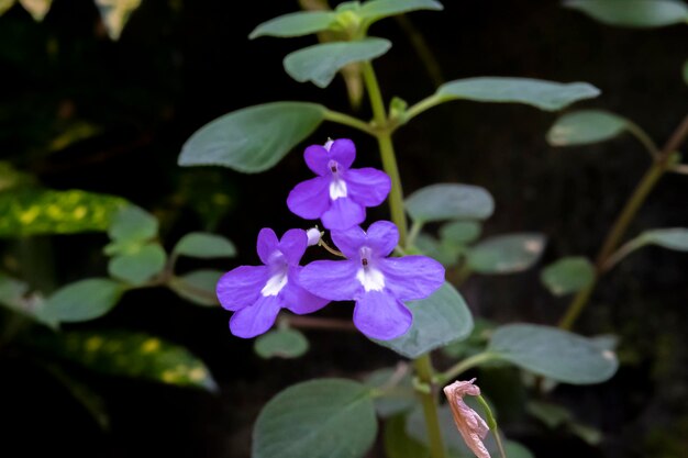 Piękne kwiaty orchidei rosnące w orchidarium w kontrolowanych warunkach