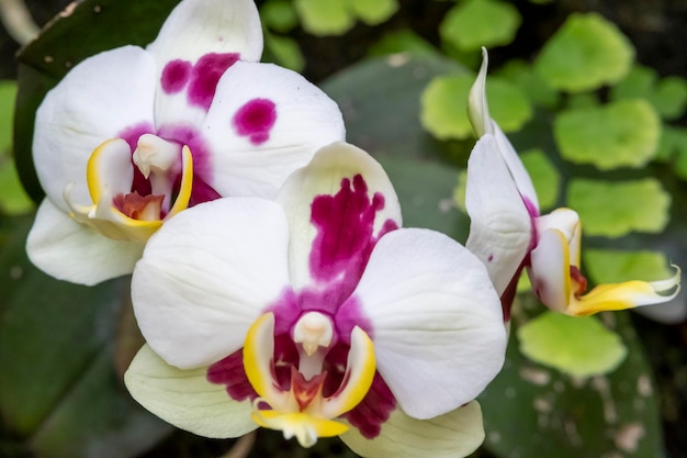 Piękne kwiaty orchidei rosnące w orchidarium w kontrolowanych warunkach