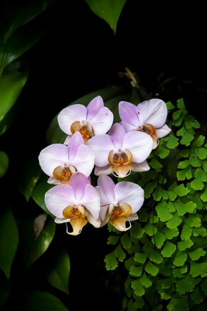 Zdjęcie piękne kwiaty orchidei rosnące w orchidarium w kontrolowanych warunkach