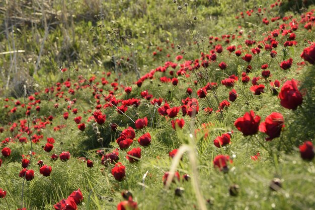 Piękne kwiaty piwonie w przyrodzie Region Uljanowsk Rosja