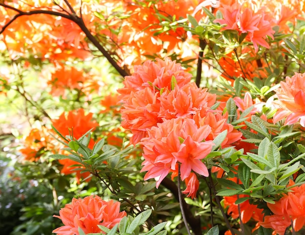 Piękne kwiaty rododendronów w wiosennym parku Kwitnąca pora azalii i rododendronów