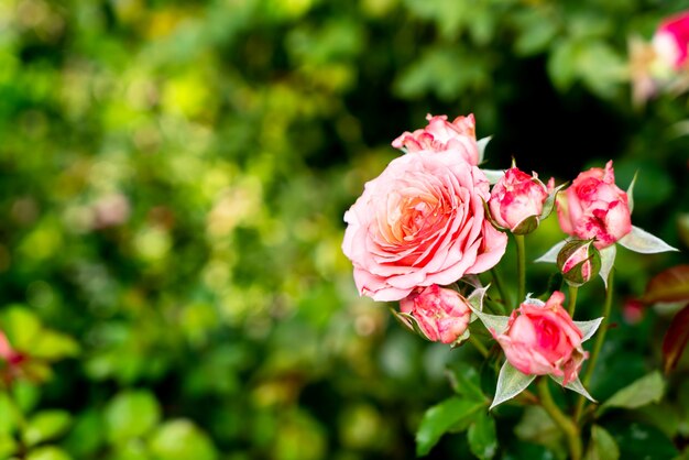 Piękne Kwiaty Róży